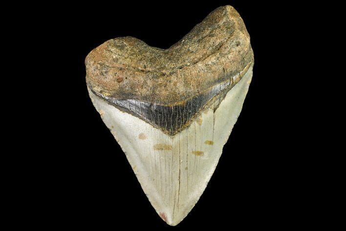 Fossil Megalodon Tooth - North Carolina #109846